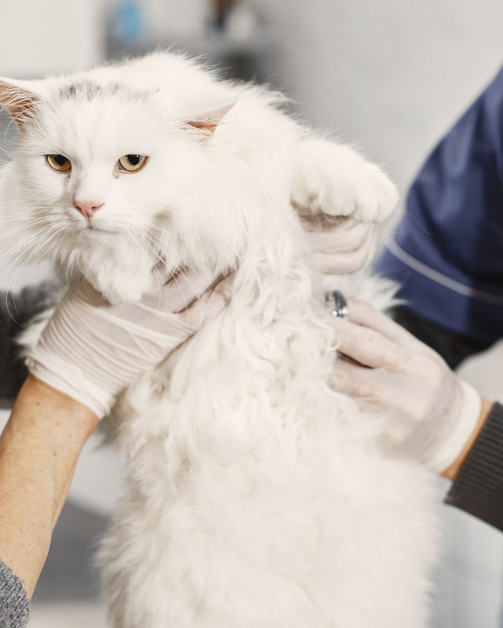 Veterinario visita un gatto